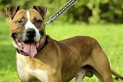 Amstaff Milo czeka na dobry dom