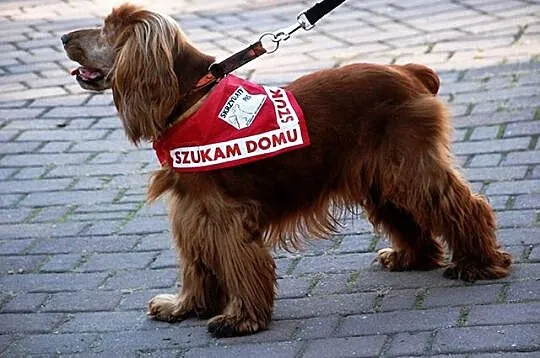 Wikuś energiczny, starszy, przyjacielski cocer spa