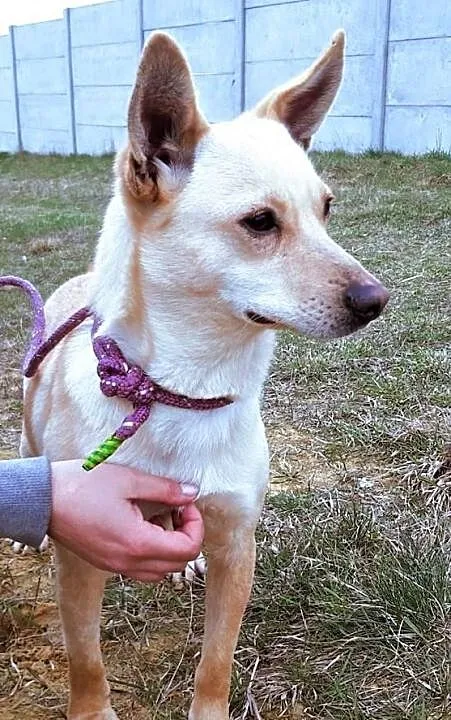SARA - roczna, przerażona schroniskiem, nieduża sunia do adopcji; PILNE, Wielkopolskie, Poznań