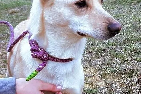 SARA - roczna, przerażona schroniskiem, nieduża sunia do adopcji; PILNE, Wielkopolskie, Poznań