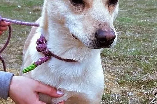 SARA - roczna, przerażona schroniskiem, nieduża sunia do adopcji; PILNE, Wielkopolskie, Poznań