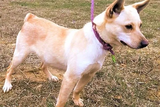 SARA - roczna, przerażona schroniskiem, nieduża sunia do adopcji; PILNE, Wielkopolskie, Poznań