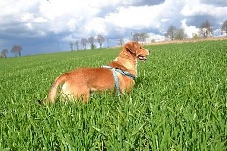 Scooby - charakterny, piękny, wierny,  małopolskie