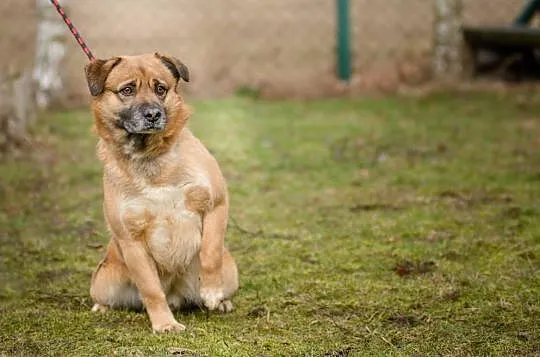 Rudi, przesympatyczne, wesołe psisko szuka domu!