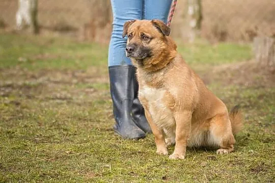 Rudi, przesympatyczne, wesołe psisko szuka domu!