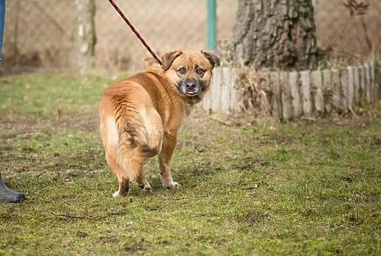 Rudi, przesympatyczne, wesołe psisko szuka domu!