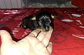 ratlerek miniaturka pinczerki