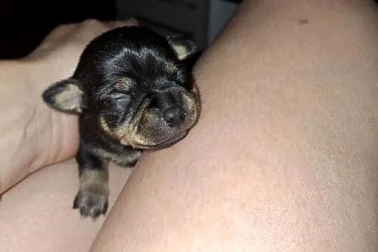 ratlerek miniaturka pinczerki, Podkarpackie, Jasło