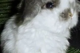 Cudne kroliczki Mini Lop