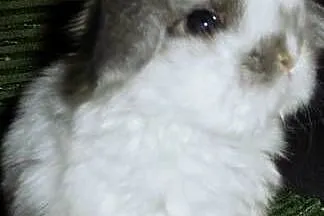 Cudne kroliczki Mini Lop