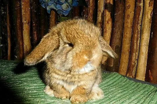 Cudne kroliczki Mini Lop, Wielkopolskie, Poznań