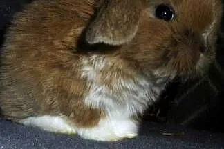 Cudne kroliczki Mini Lop, Wielkopolskie, Poznań