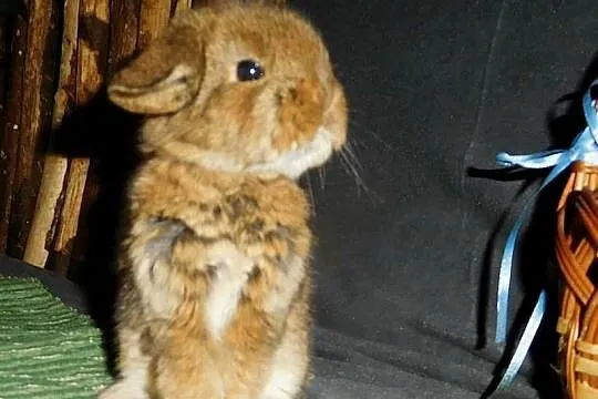 Cudne kroliczki Mini Lop, Wielkopolskie, Poznań