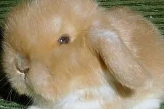 Cudne kroliczki Mini Lop, Wielkopolskie, Poznań