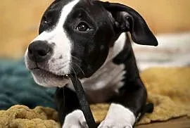 Suczka Amstaff ZKwP/FCI czarna czarno-biała ATAXIA i ALPP clear
