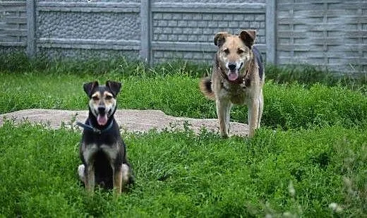 Dziadek marzy o kochającym i bezpiecznym domku na