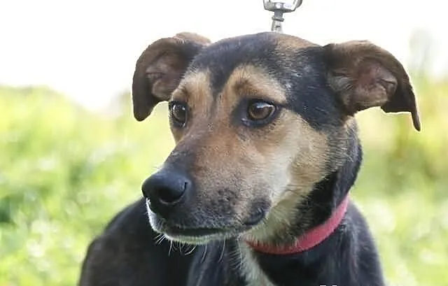 Toluś psi przyjaciel rodziny ADOPCJA! ŁTOnZ