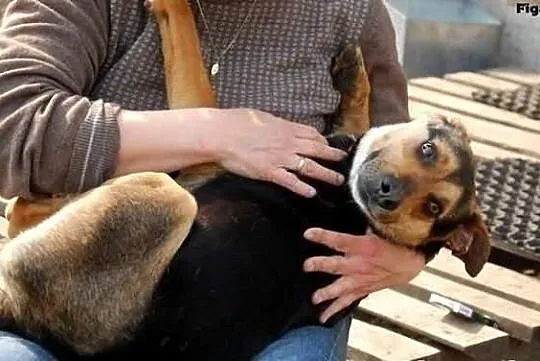 Toluś psi przyjaciel rodziny ADOPCJA! ŁTOnZ