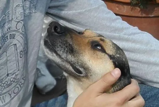 Toluś psi przyjaciel rodziny ADOPCJA! ŁTOnZ