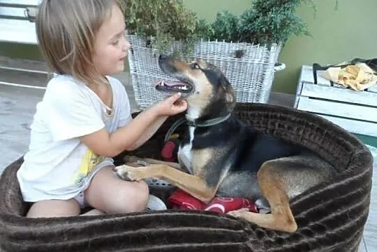Toluś psi przyjaciel rodziny ADOPCJA! ŁTOnZ