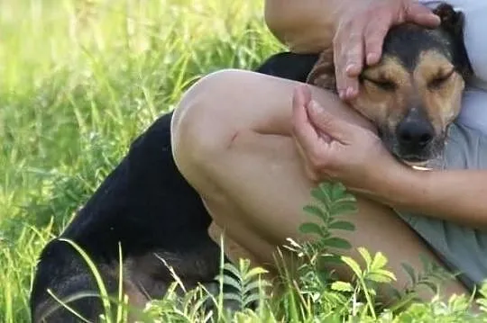 Toluś psi przyjaciel rodziny ADOPCJA! ŁTOnZ