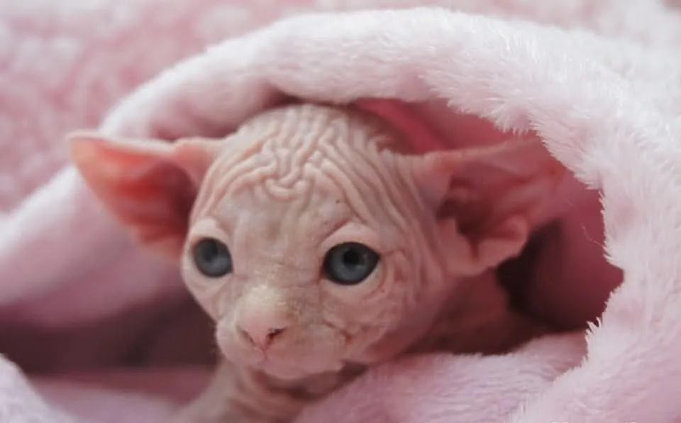 SPHYNX CANADIAN juz sa wrzesniowe maluszki :)