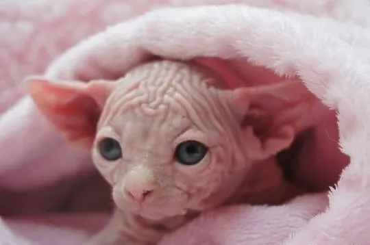 SPHYNX CANADIAN juz sa wrzesniowe maluszki :)