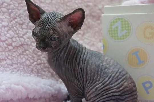 SPHYNX CANADIAN juz sa wrzesniowe maluszki :)