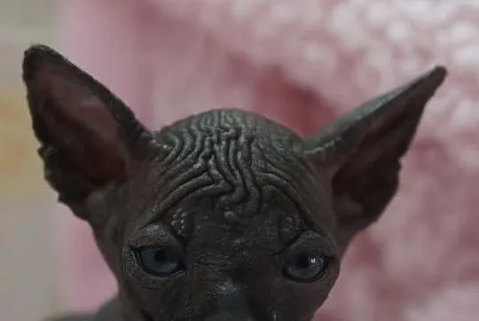 SPHYNX CANADIAN juz sa wrzesniowe maluszki :)