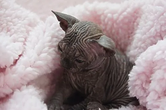 SPHYNX CANADIAN juz sa wrzesniowe maluszki :)
