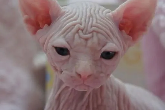 SPHYNX CANADIAN juz sa wrzesniowe maluszki :)