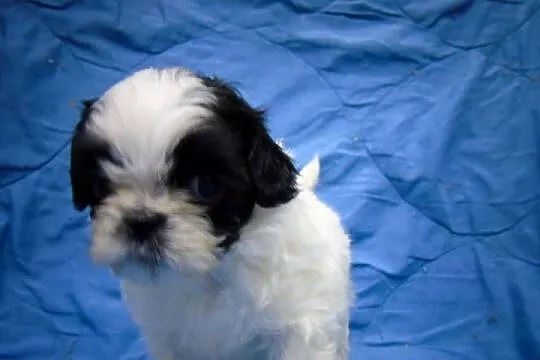 Shih-tzu- 2 chłopcow 2 dziewczynki