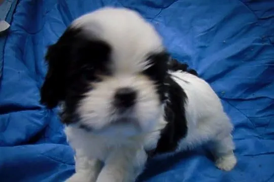 Shih-tzu- 2 chłopcow 2 dziewczynki, Kujawsko-pomorskie, Unisław