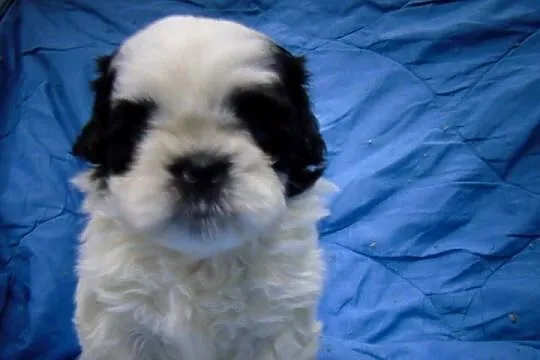 Shih-tzu- 2 chłopcow 2 dziewczynki, Kujawsko-pomorskie, Unisław