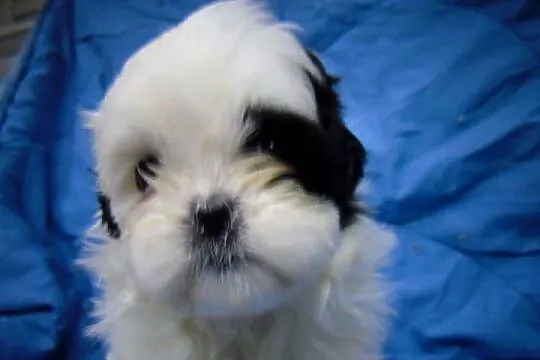 Shih-tzu- 2 chłopcow 2 dziewczynki, Kujawsko-pomorskie, Unisław