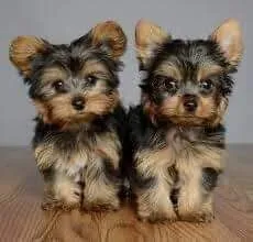 Przepiękne, miniaturowe szczenięta Yorkshire terrier dostępne dla Ciebie.