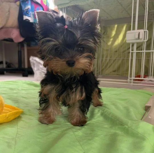 Przepiękne, miniaturowe szczenięta Yorkshire terrier dostępne dla Ciebie., , Biała Podlaska