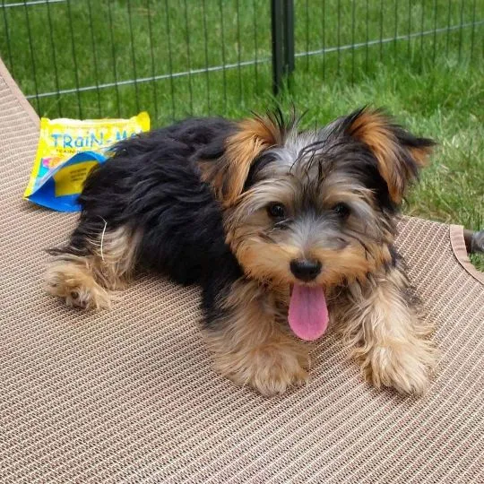 Przepiękne, miniaturowe szczenięta Yorkshire terrier dostępne dla Ciebie., , Biała Podlaska