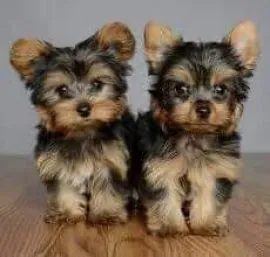 Przepiękne, miniaturowe szczenięta Yorkshire terrier dostępne dla Ciebie.