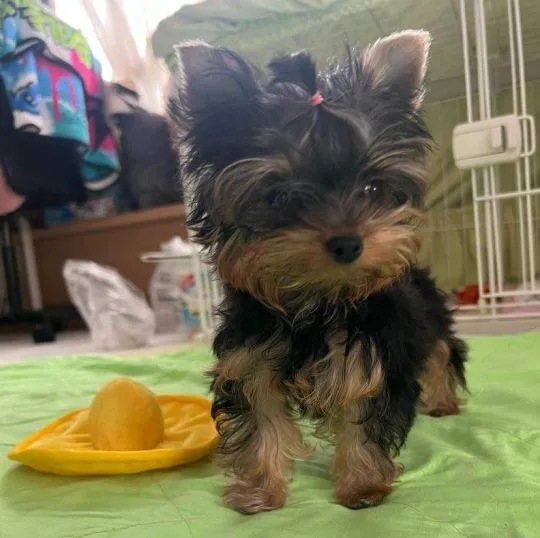 Przepiękne, miniaturowe szczenięta Yorkshire terrier dostępne dla Ciebie., , Biała Podlaska