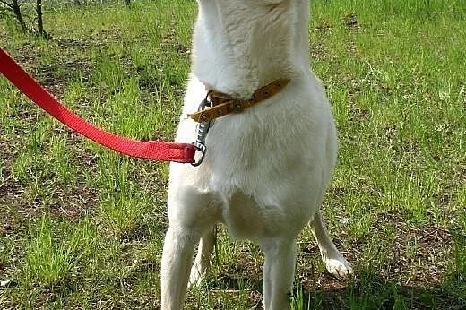 Obi - stróż domu,  dolnośląskie Głogów