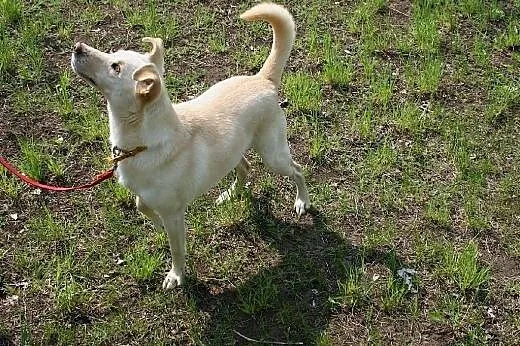 Obi - stróż domu,  dolnośląskie Głogów