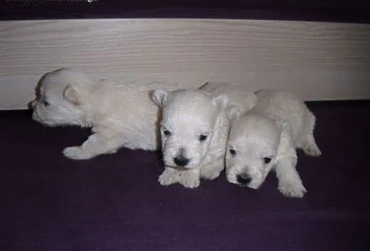 West highland white terrier suczki, mazowieckie R