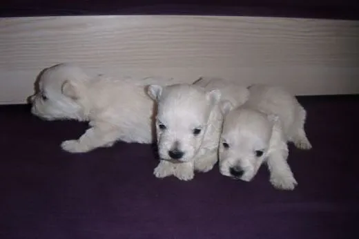 West highland white terrier suczki, mazowieckie Radom