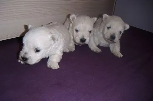 West highland white terrier suczki,  mazowieckie R