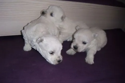 West highland white terrier suczki,  mazowieckie R