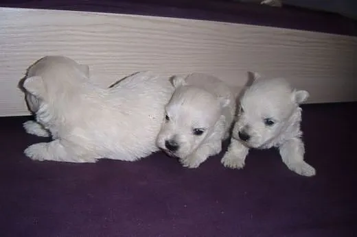 West highland white terrier suczki,  mazowieckie R