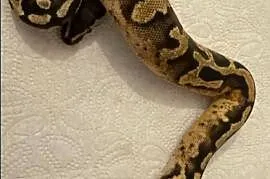 Python Królewski Pastel Pied
