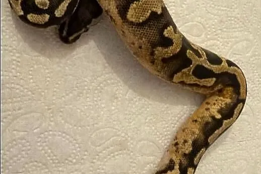 Python Królewski Pastel Pied
