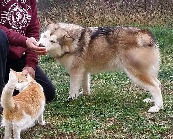ALASKAN MALAMUTE suczka.